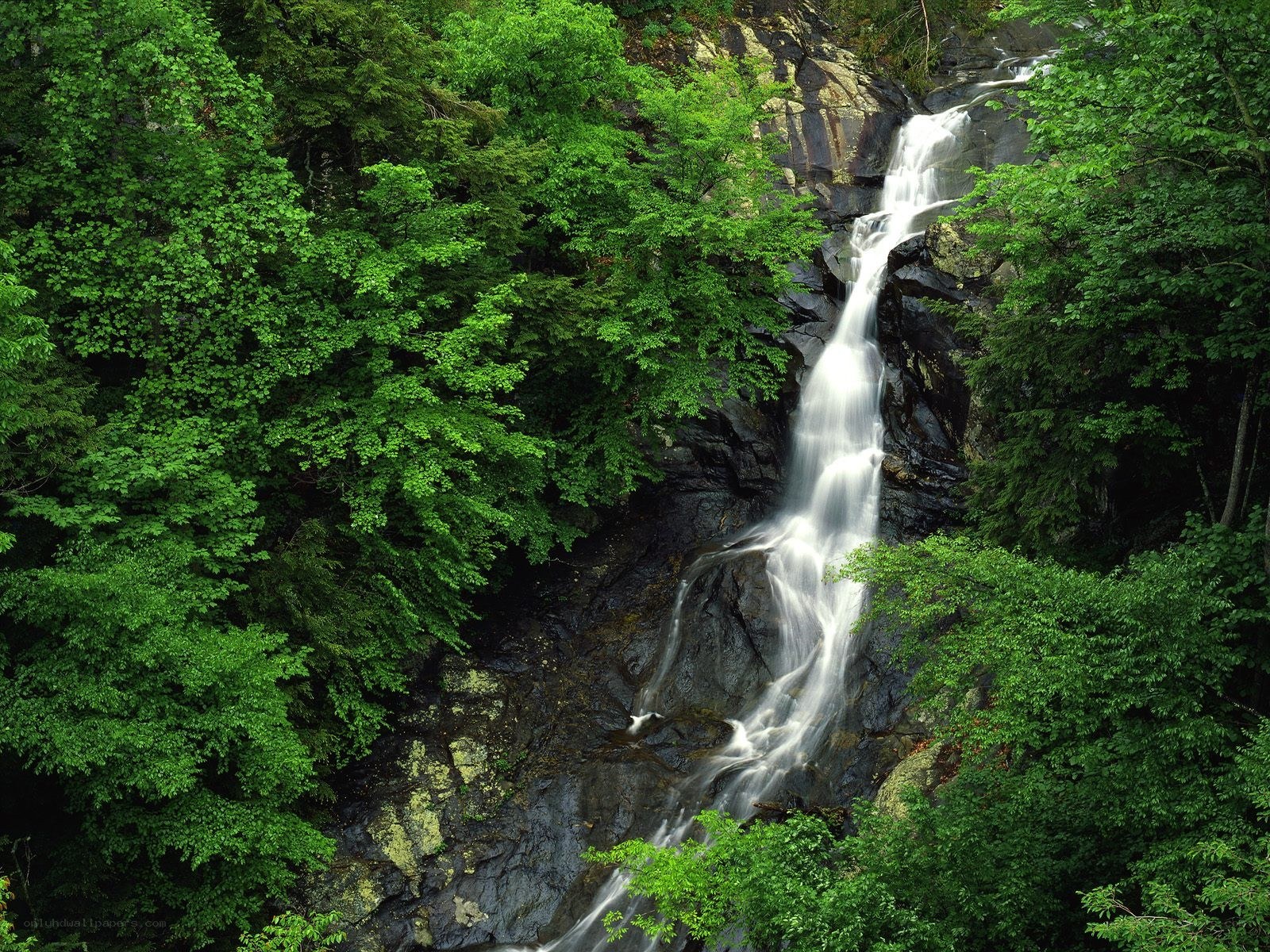 Waterfall in a lush forest