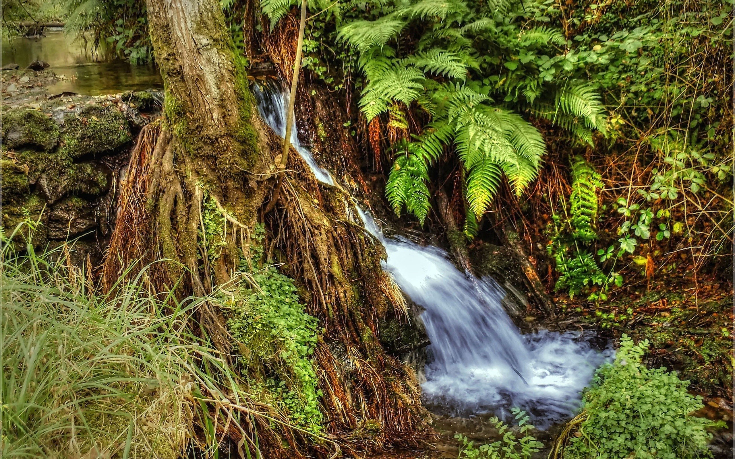 Waterfall in a lush forest