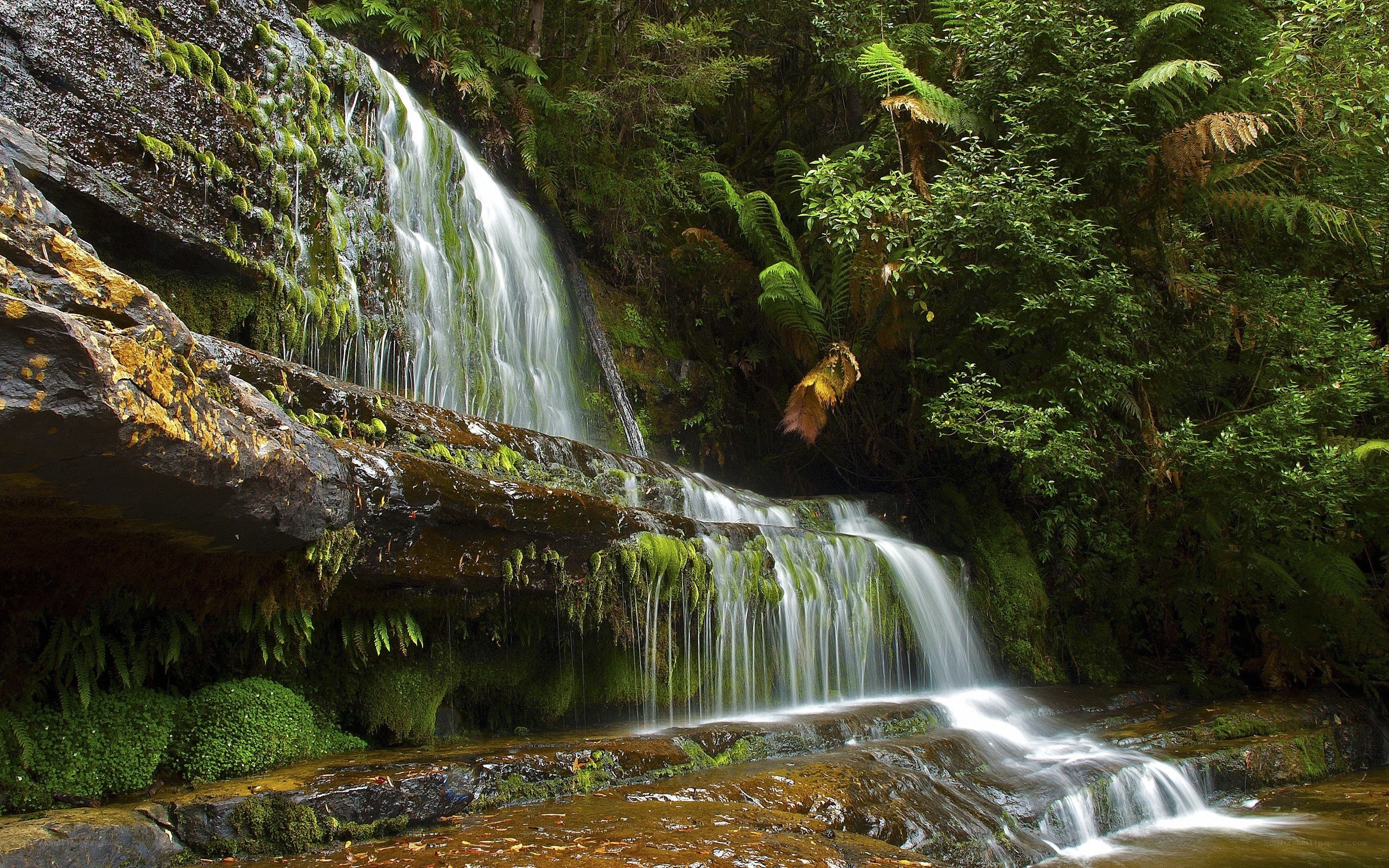 Waterfall in a lush forest