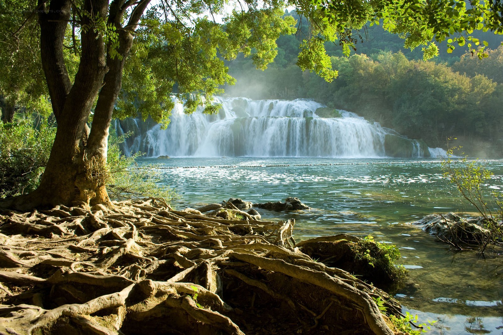 Waterfall in a lush forest