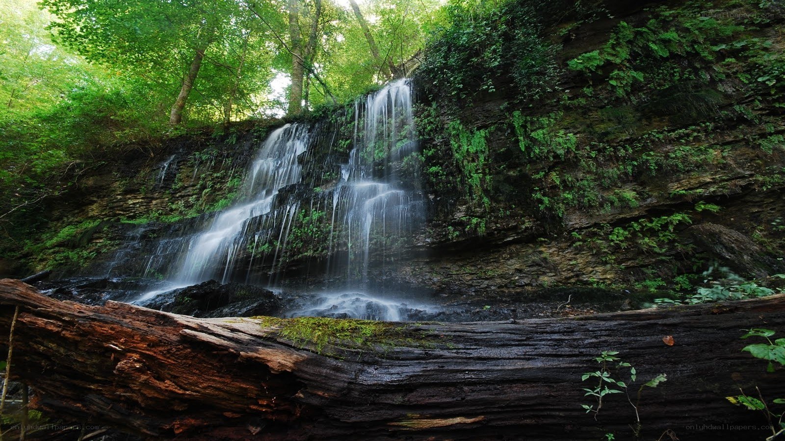 Waterfall in a lush forest