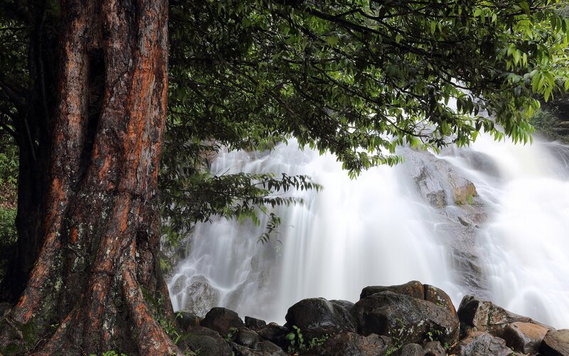 Waterfall in a lush forest