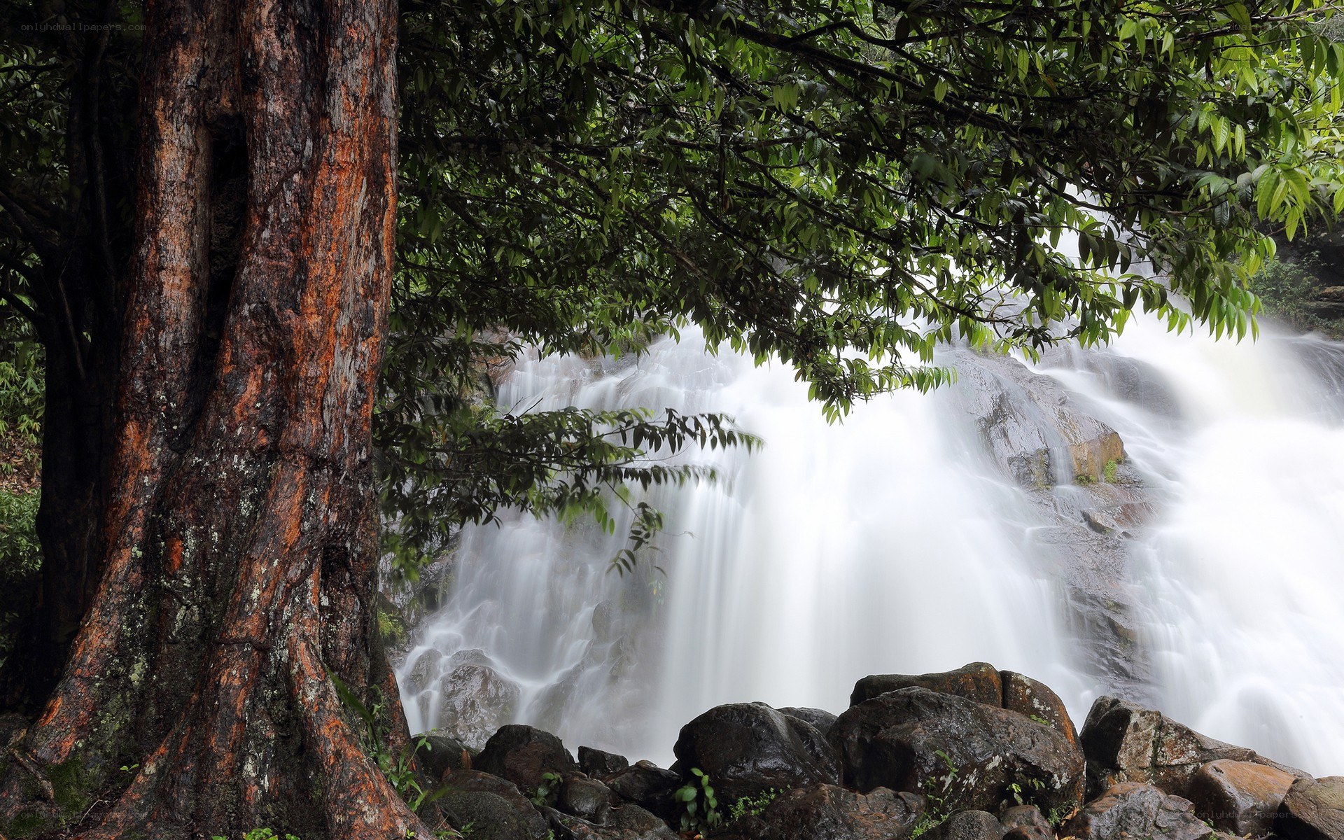 Waterfall in a lush forest