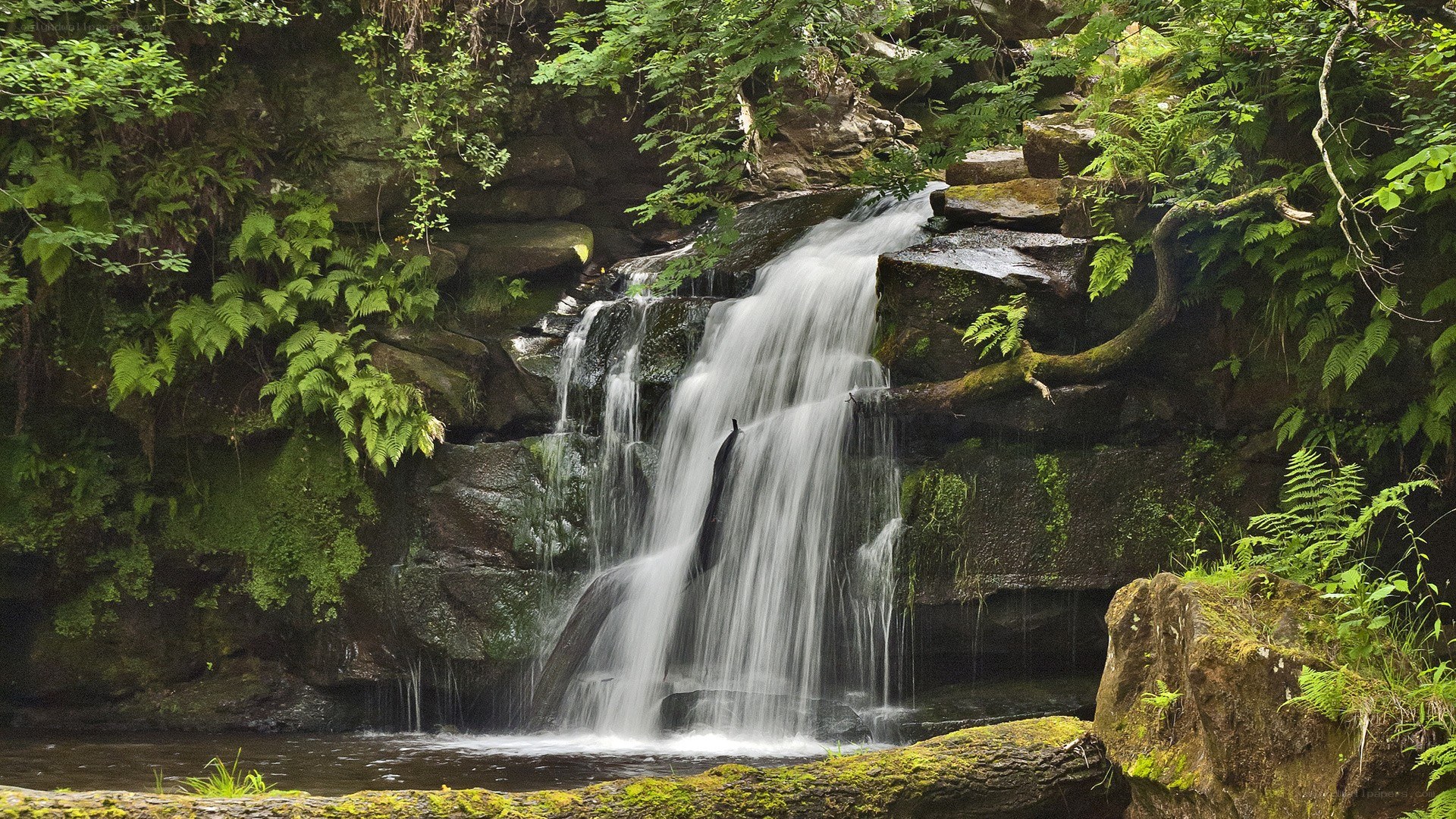 Waterfall in a lush forest