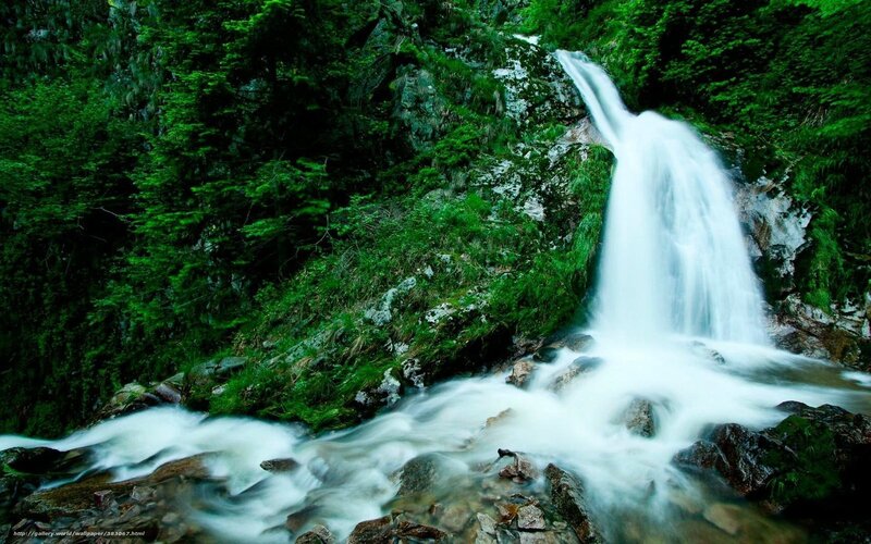 Waterfall in a lush forest