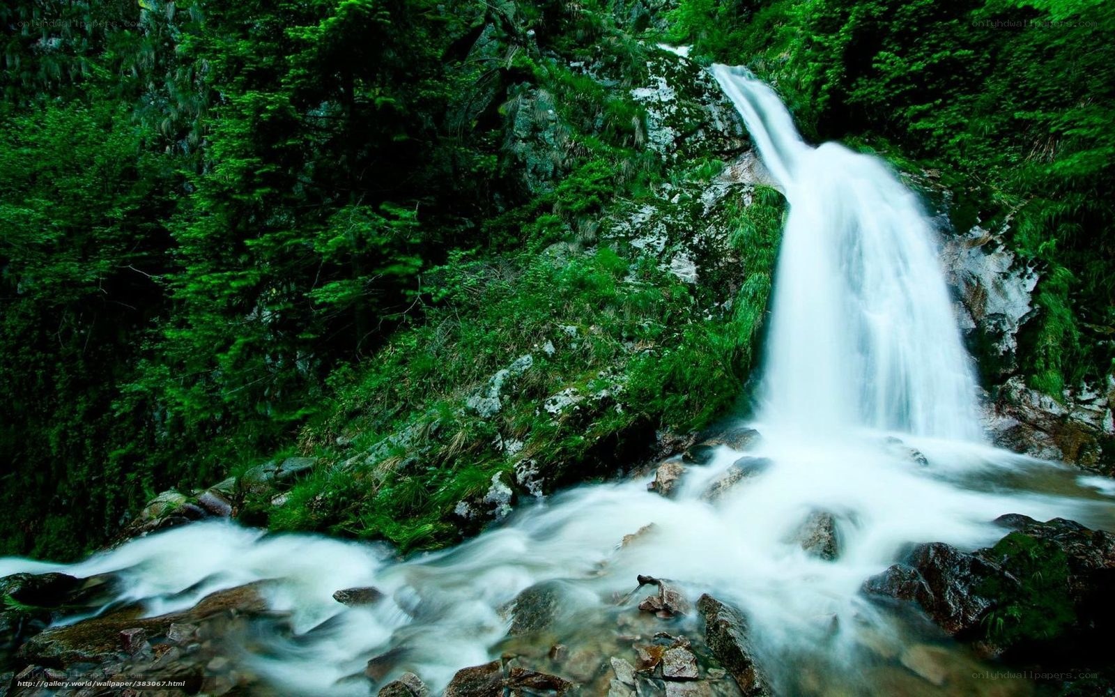 Waterfall in a lush forest