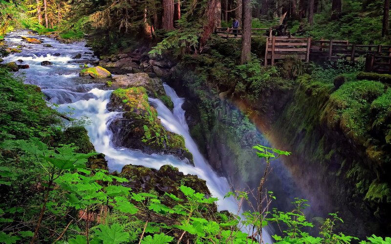 Waterfall in a lush forest