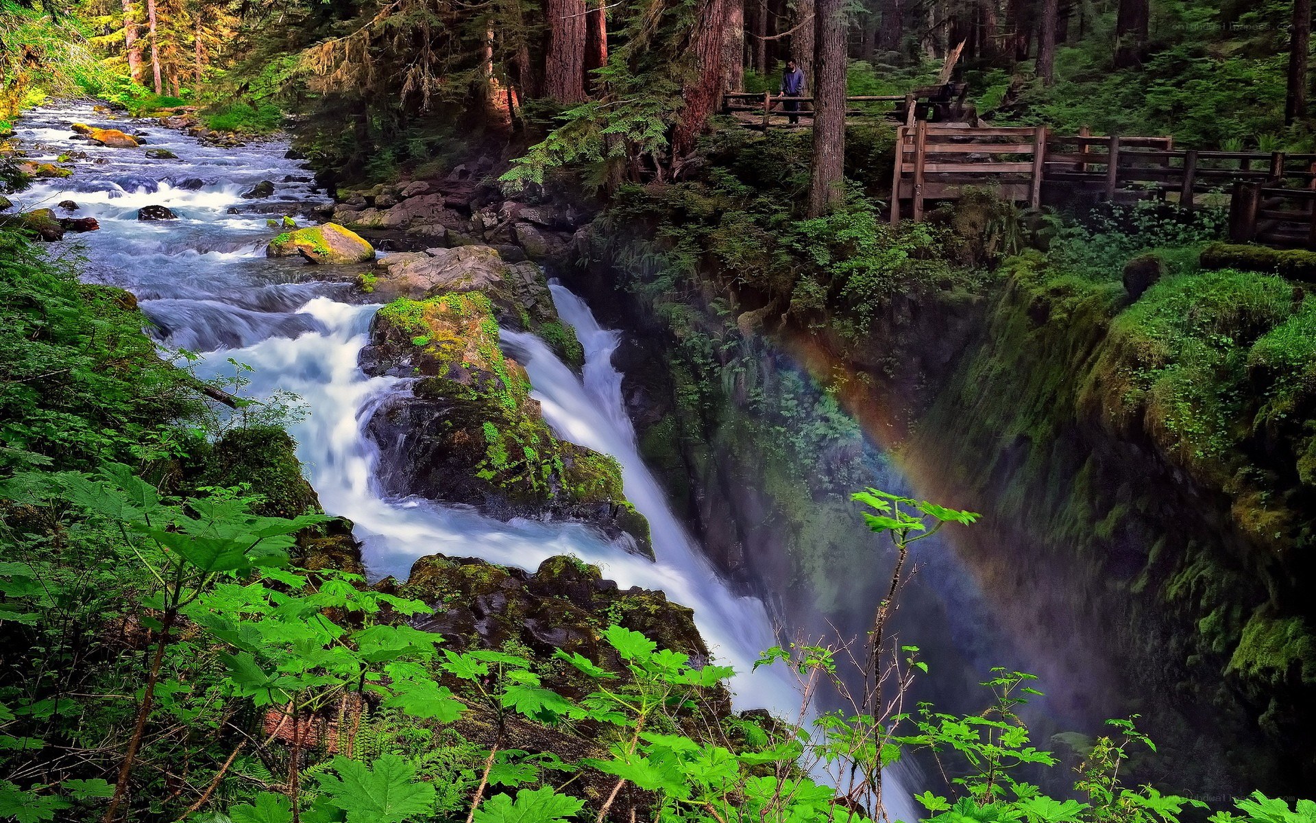 Waterfall in a lush forest