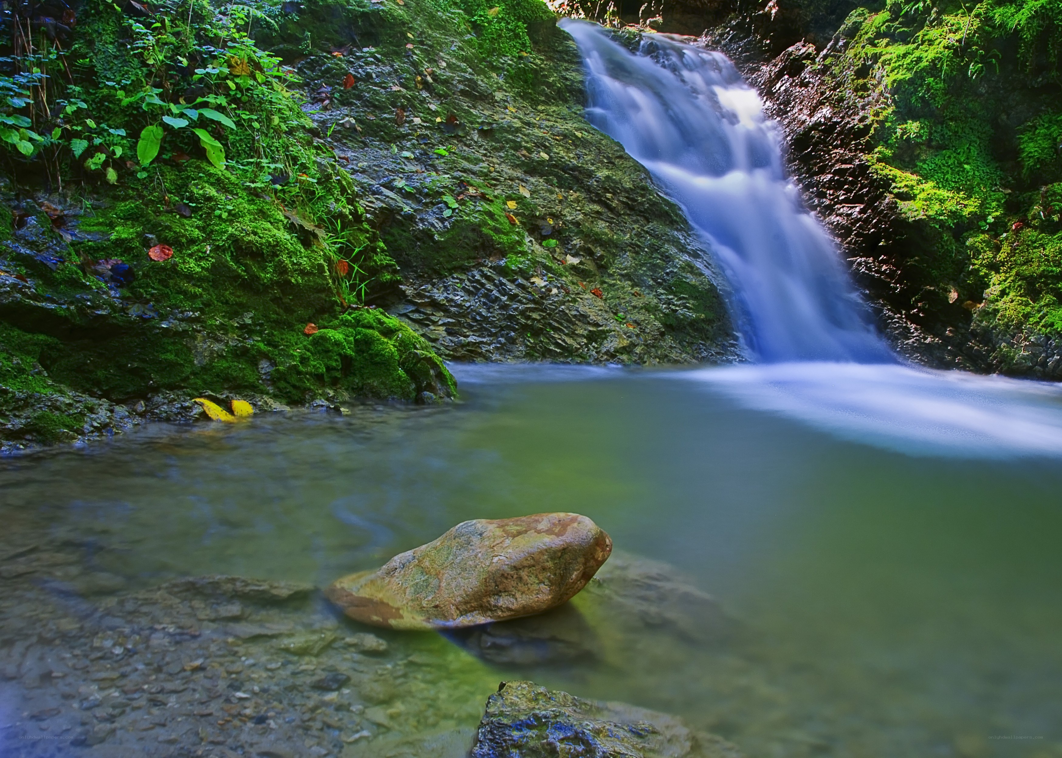 Waterfall in a lush forest