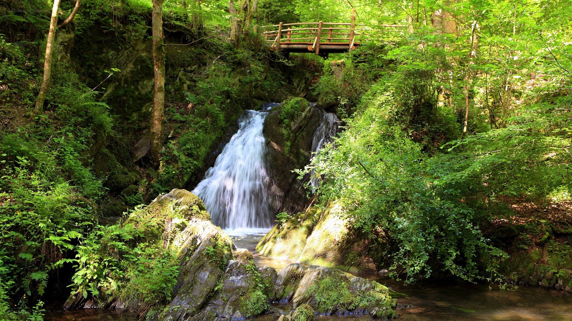 Waterfall in a lush forest