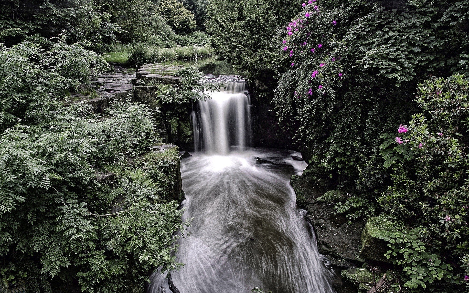 Waterfall in a lush forest