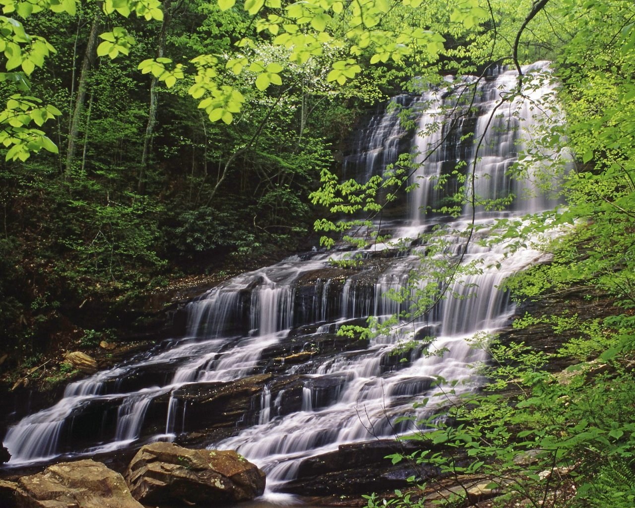 Waterfall in a lush forest