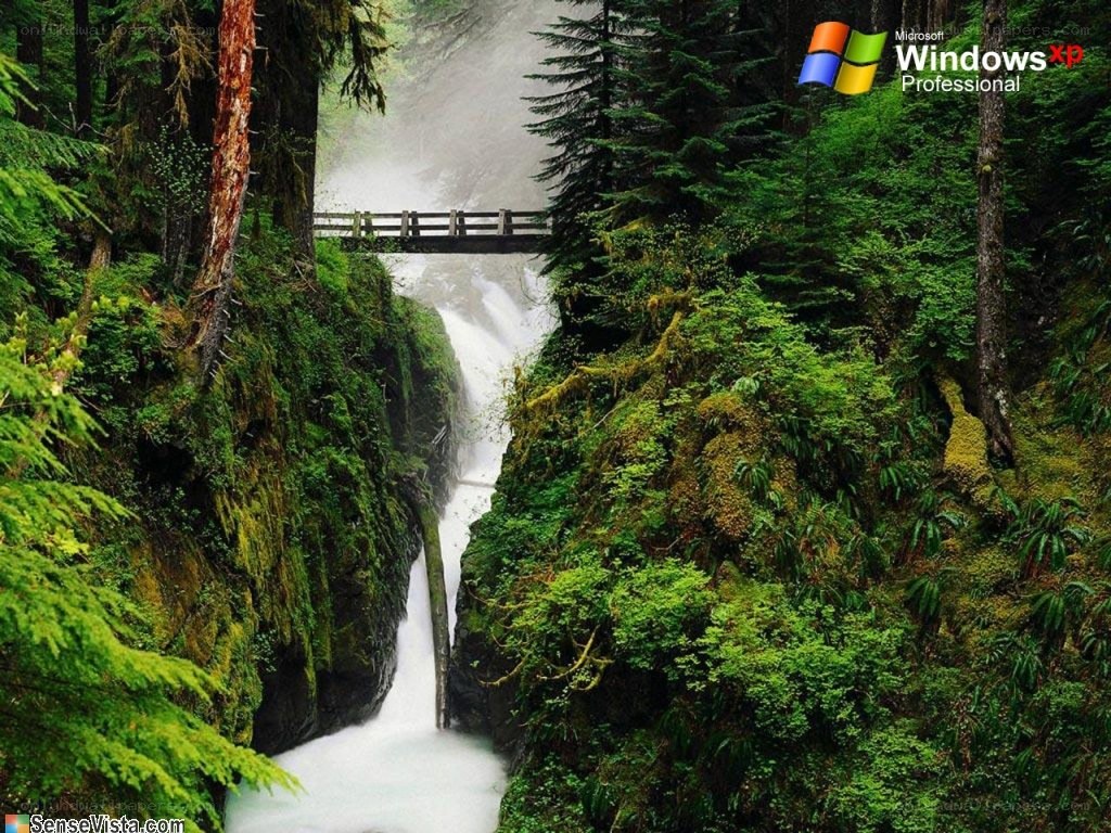 Waterfall in a lush forest