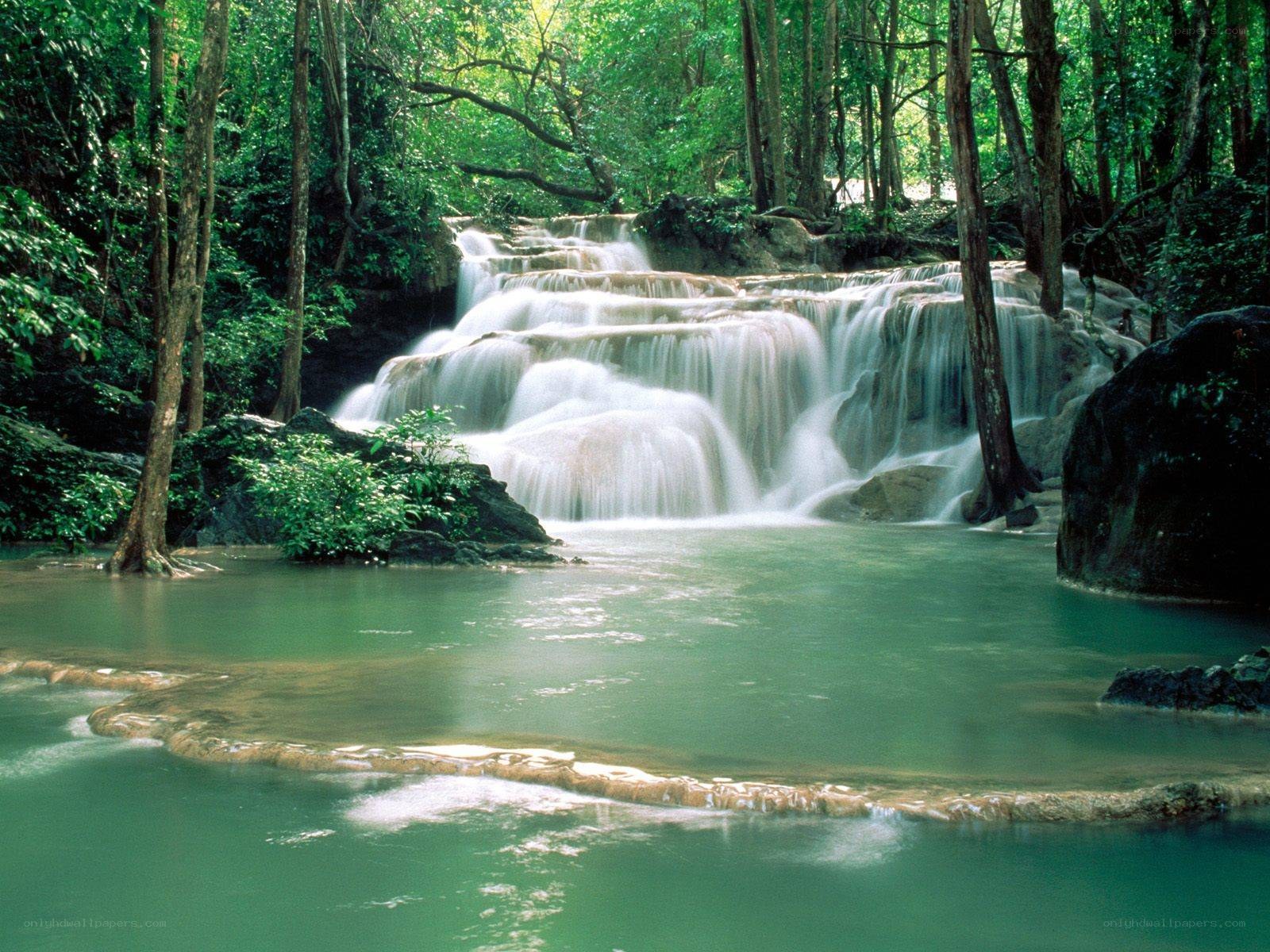 Waterfall in a lush forest