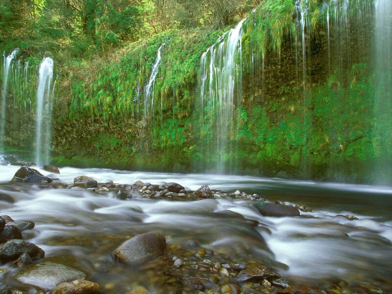 Waterfall in a lush forest