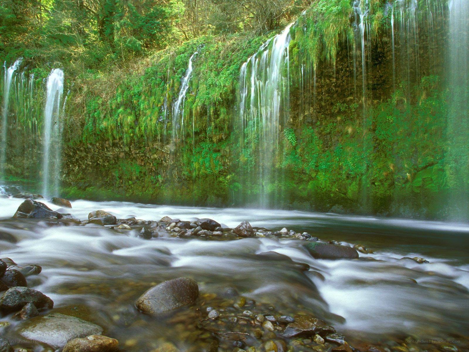 Waterfall in a lush forest