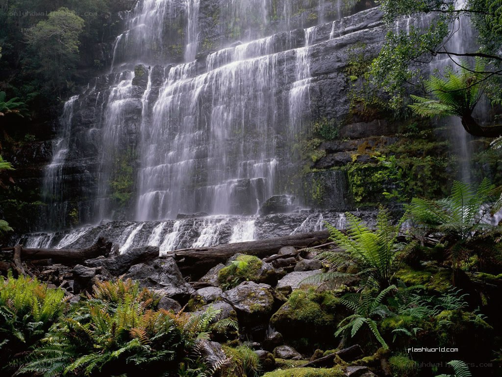 Waterfall in a lush forest