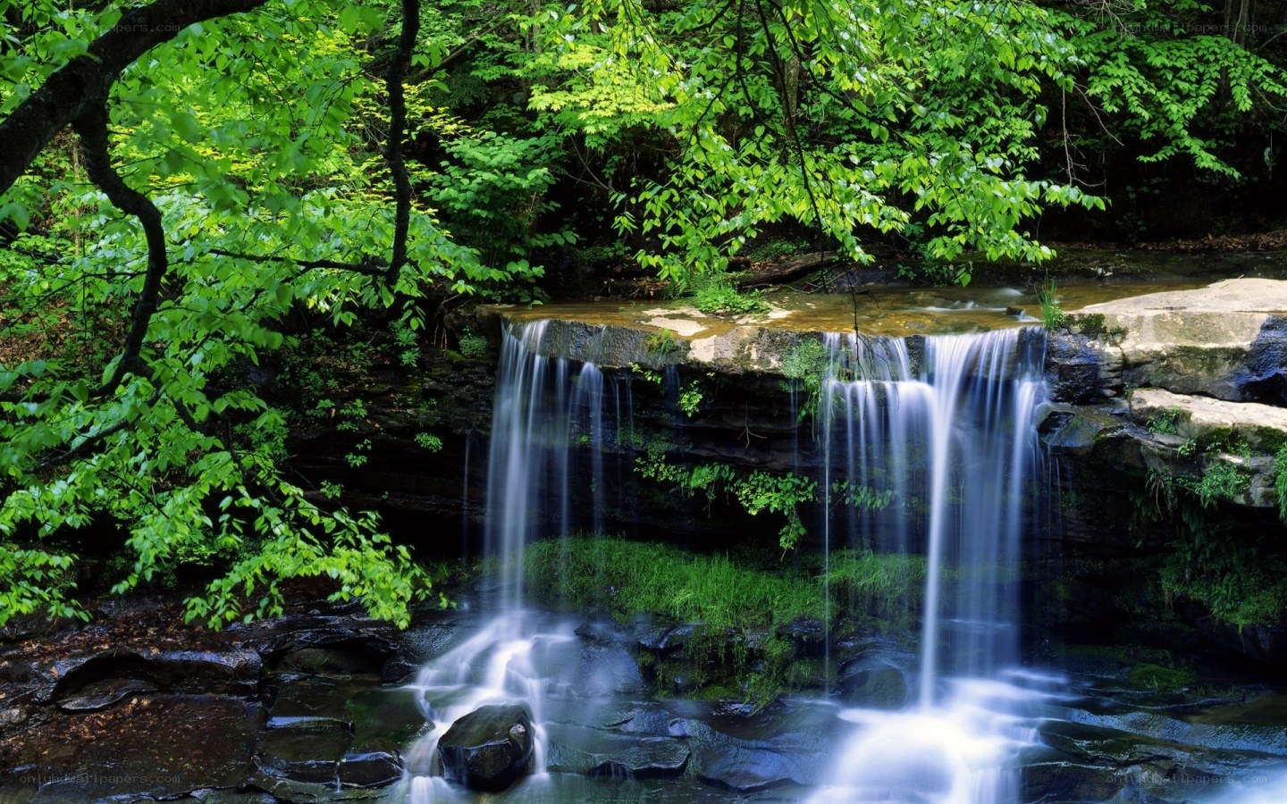 Waterfall in a lush forest