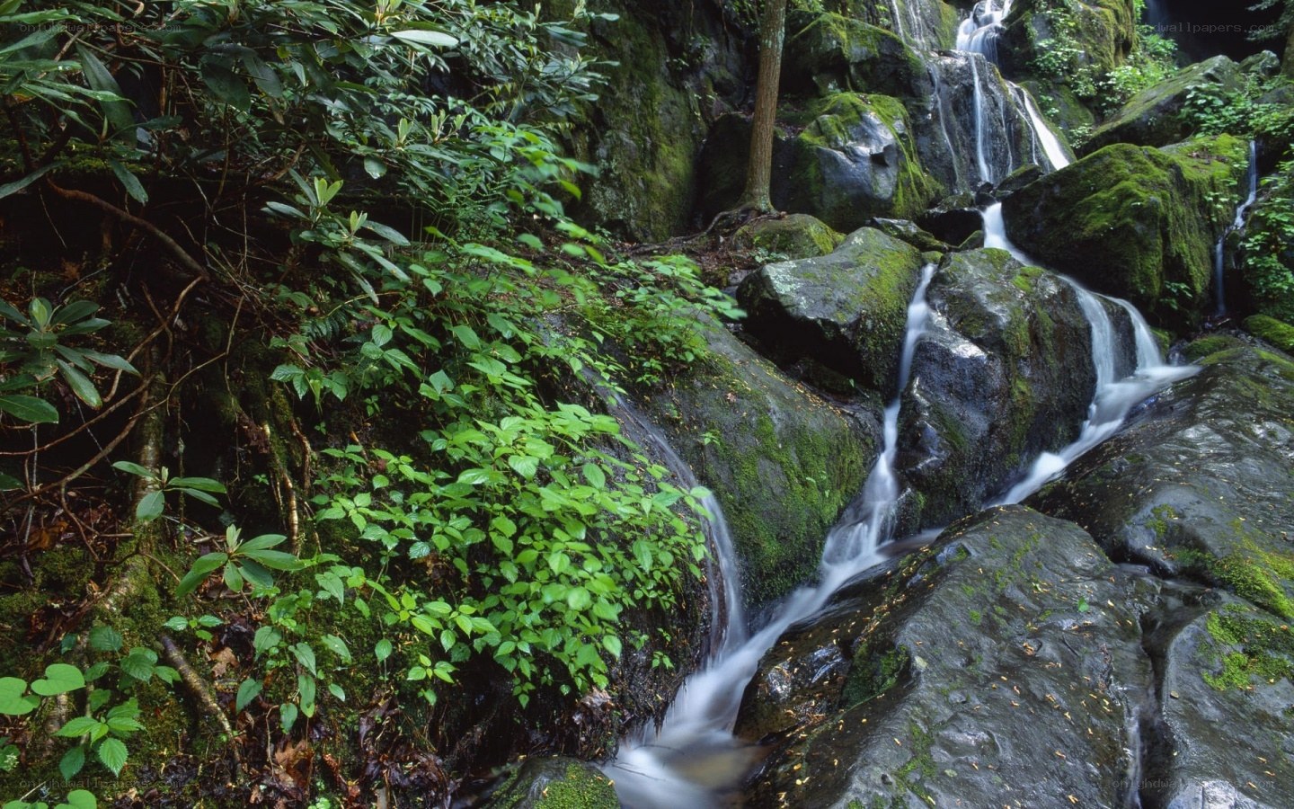 Waterfall in a lush forest