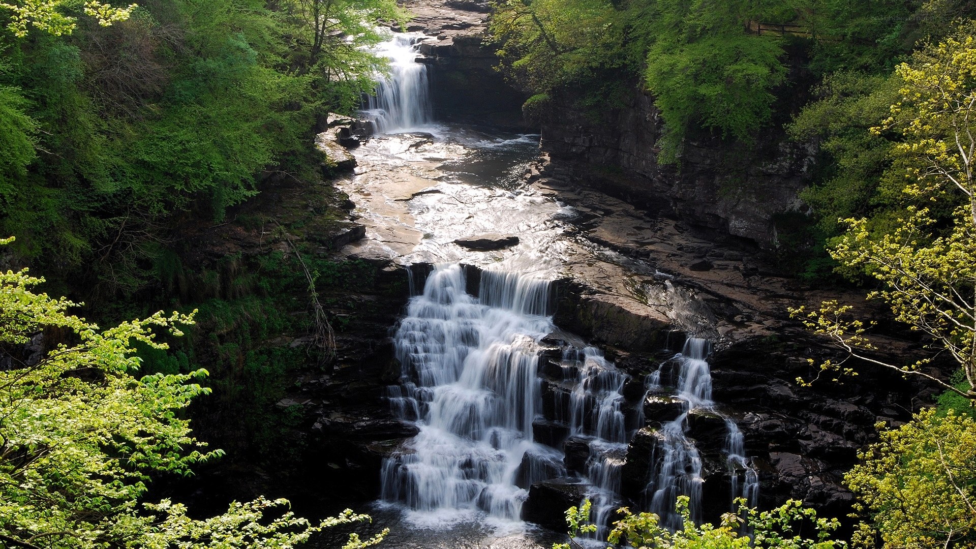 Waterfall in a lush forest