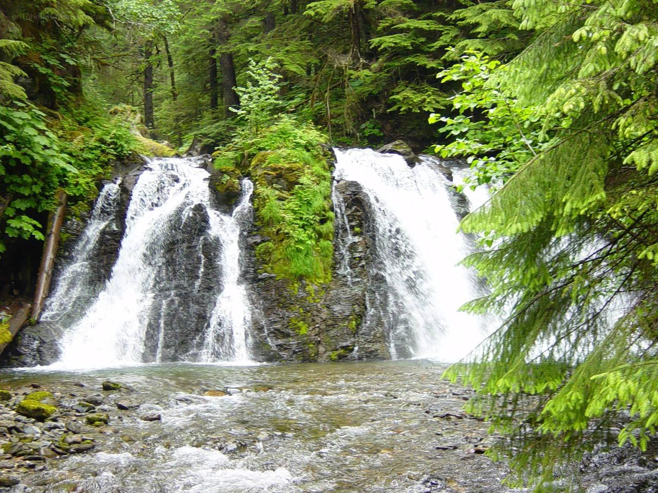 Waterfall in a lush forest