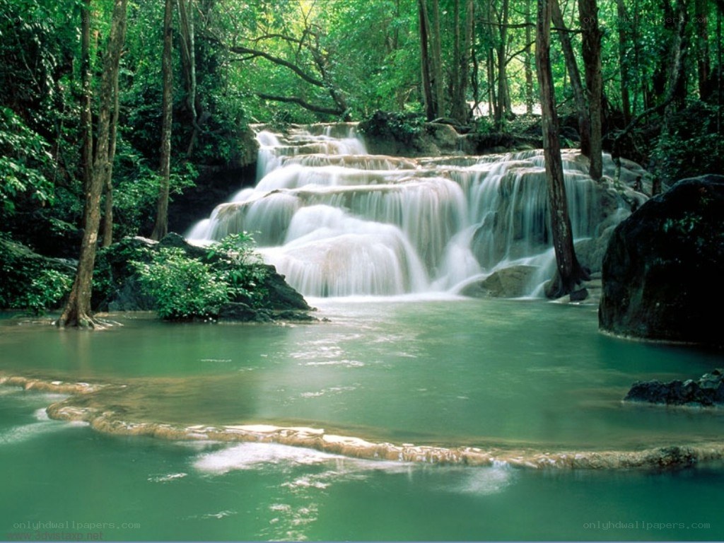 Waterfall in a lush forest