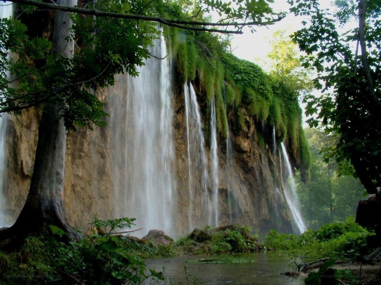 Waterfall in a lush forest