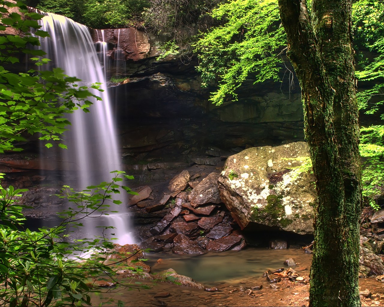 Waterfall in a lush forest