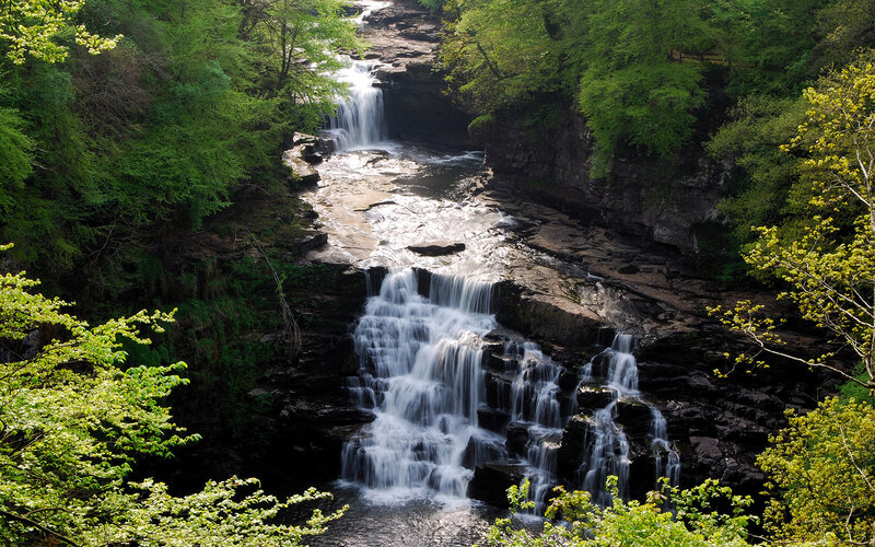 Waterfall in a lush forest