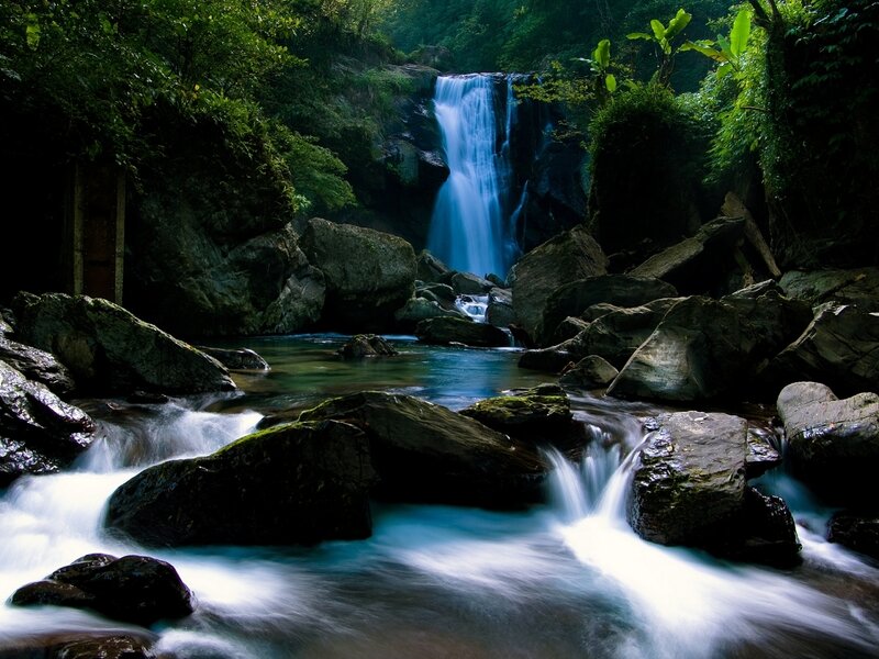 Waterfall in a lush forest