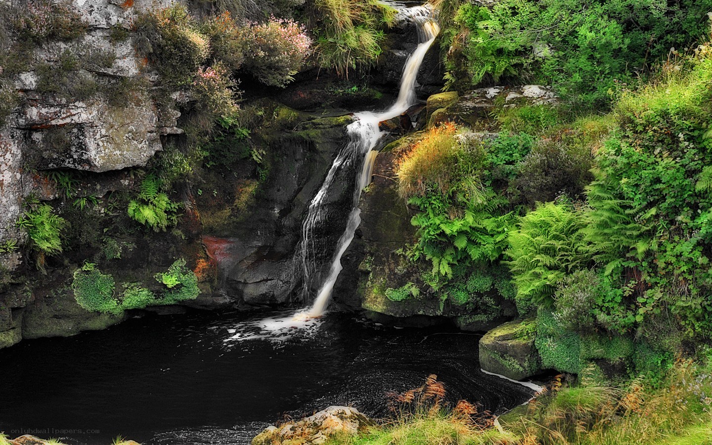 Waterfall in a lush forest