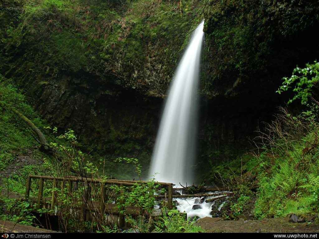 Waterfall in a lush forest