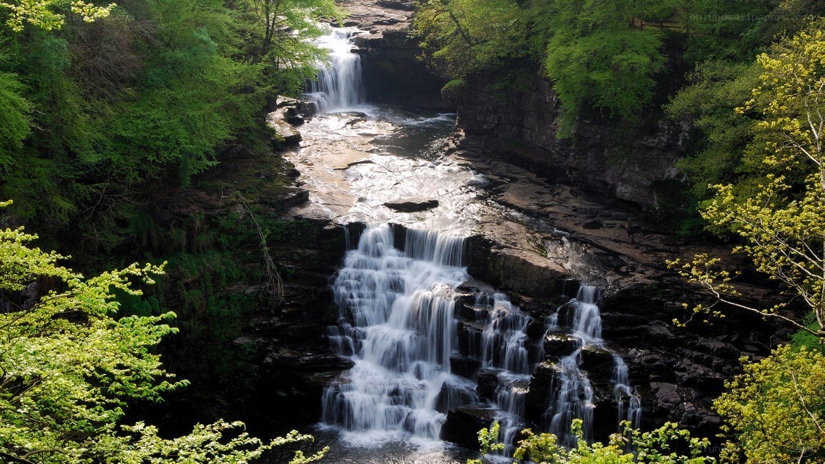 Waterfall in a lush forest