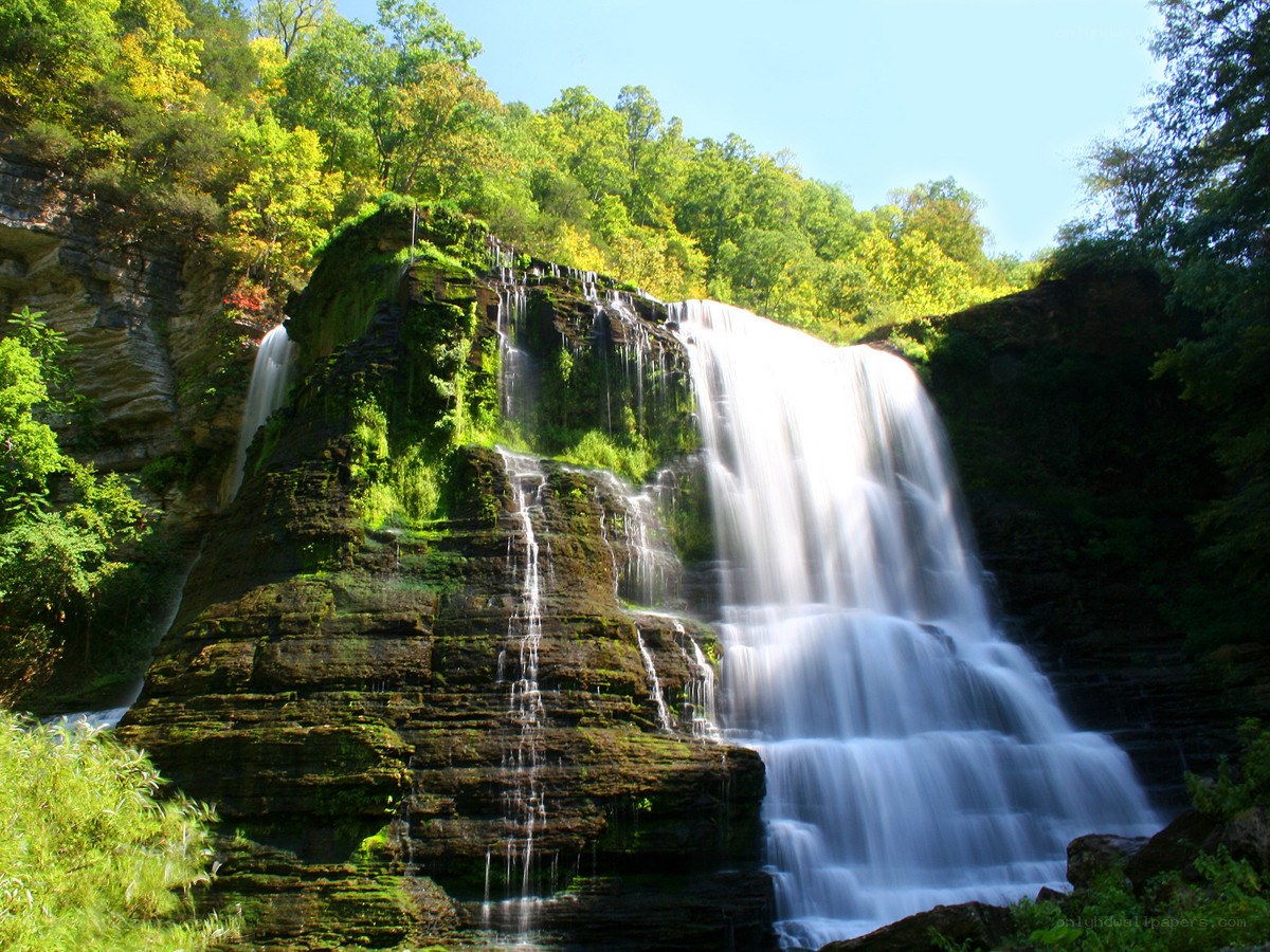 Waterfall in a lush forest