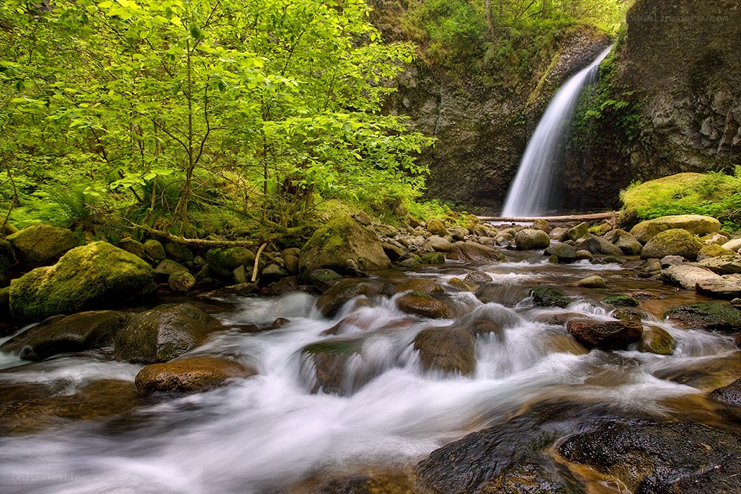 Waterfall in a lush forest