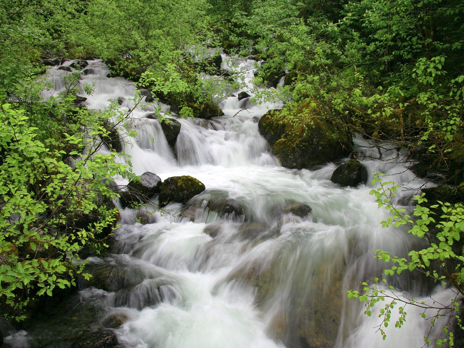 Waterfall in a lush forest