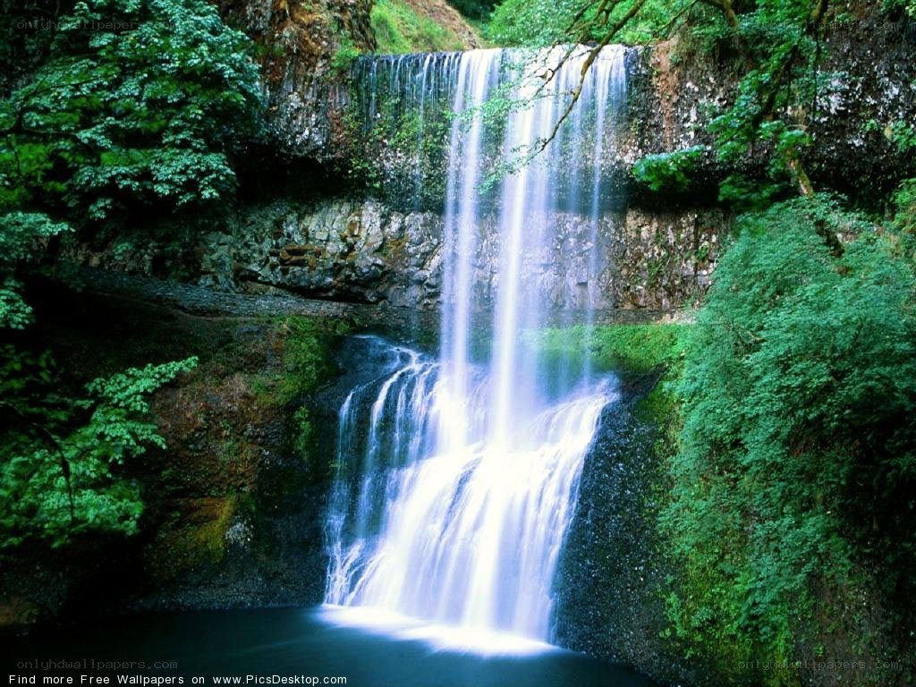 Waterfall in a lush forest