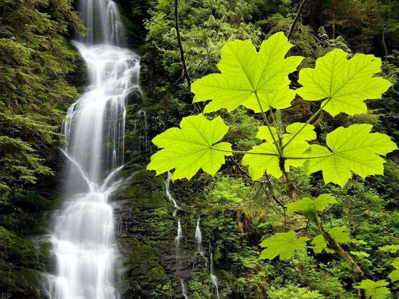 Waterfall in a lush forest