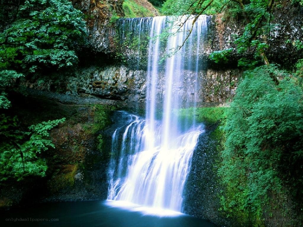 Waterfall in a lush forest