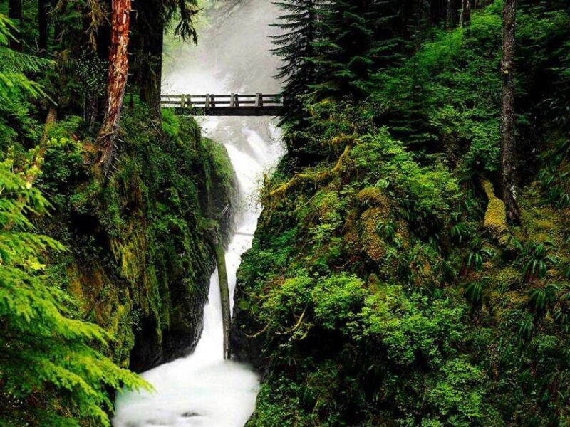 Waterfall in a lush forest