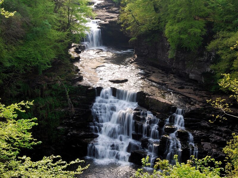 Waterfall in a lush forest