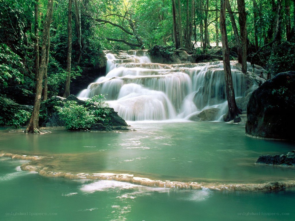 Waterfall in a lush forest