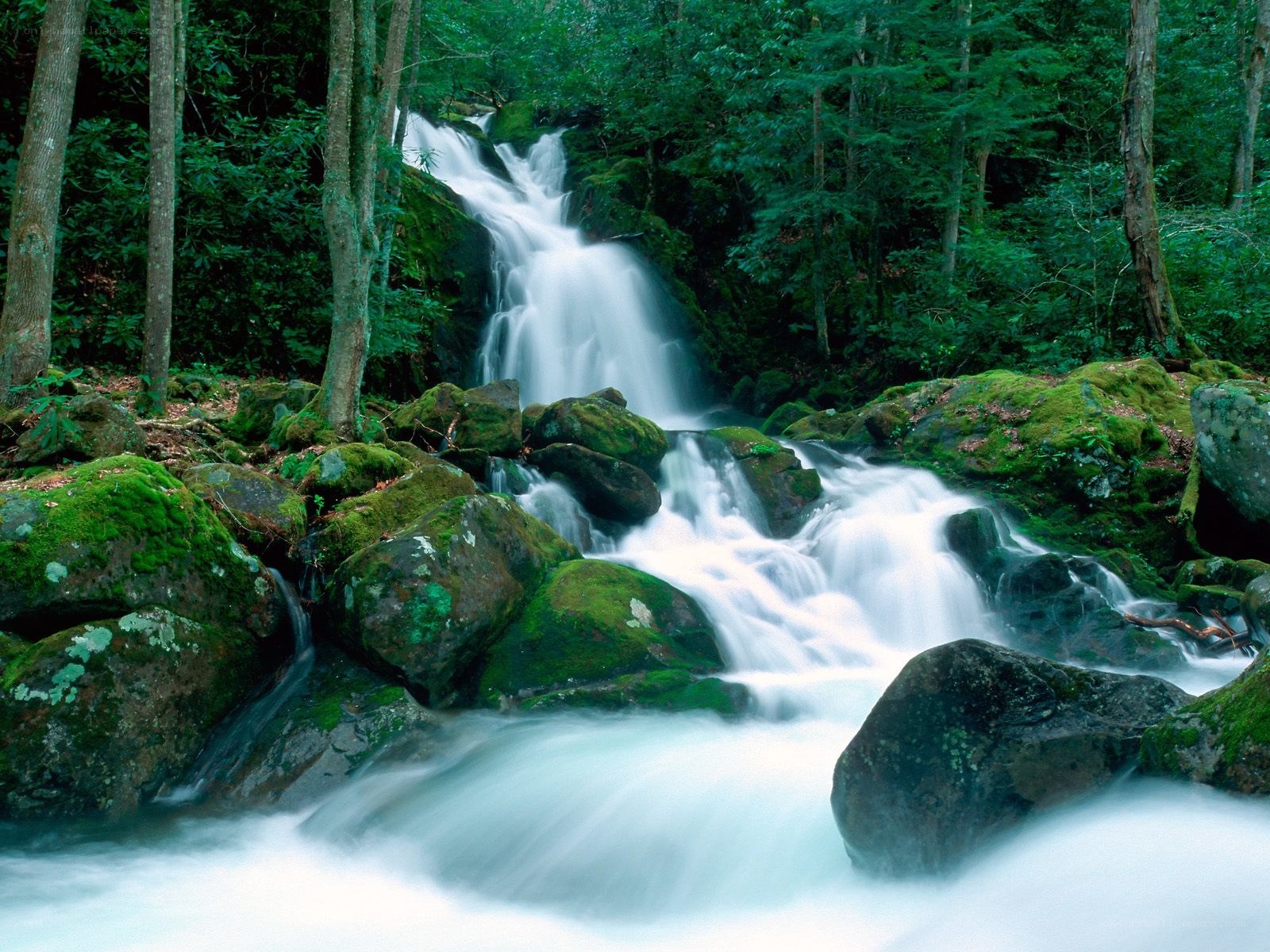 Waterfall in a lush forest