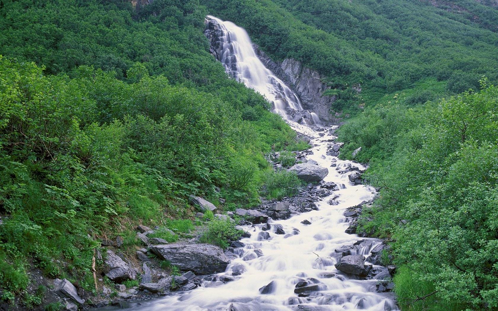 Waterfall in a lush forest