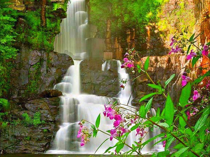 Waterfall in a lush forest