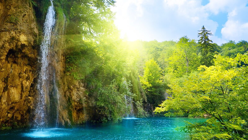 Waterfall in a lush forest