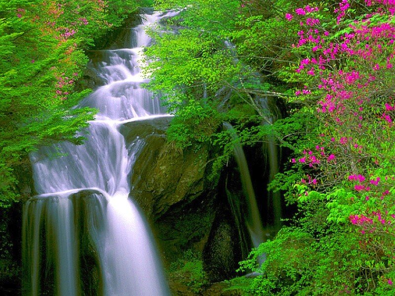 Waterfall in a lush forest