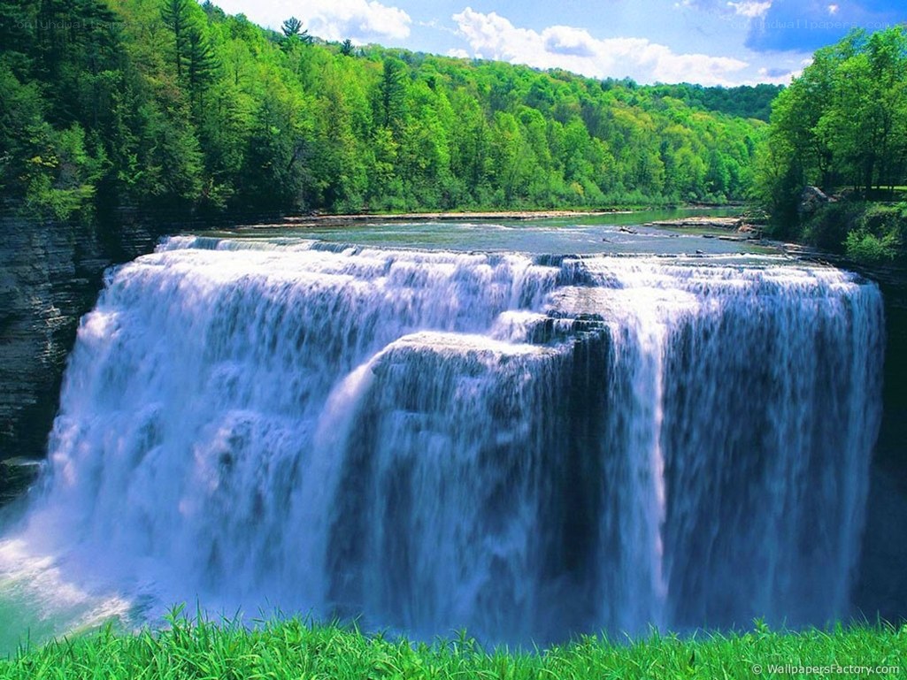 Waterfall in a lush forest