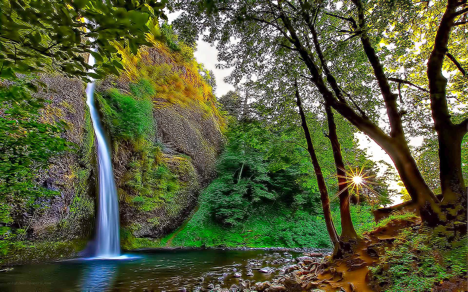 Waterfall in a lush forest