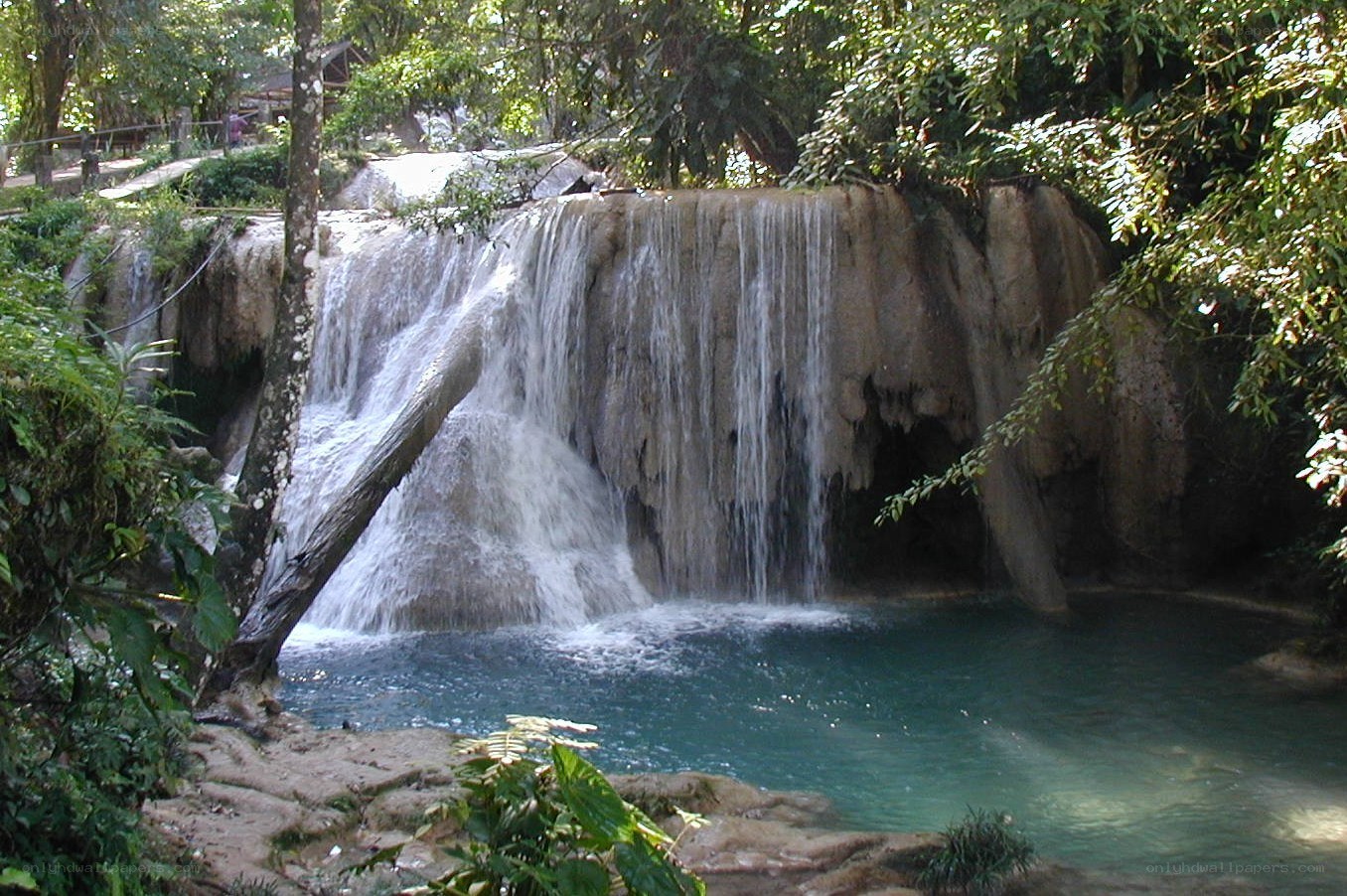 Waterfall in a lush forest
